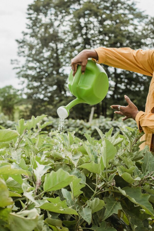 Garden & Lawn Care (1 Person) - Image 9
